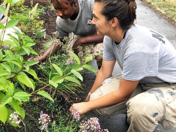 Planting with Volunteers
